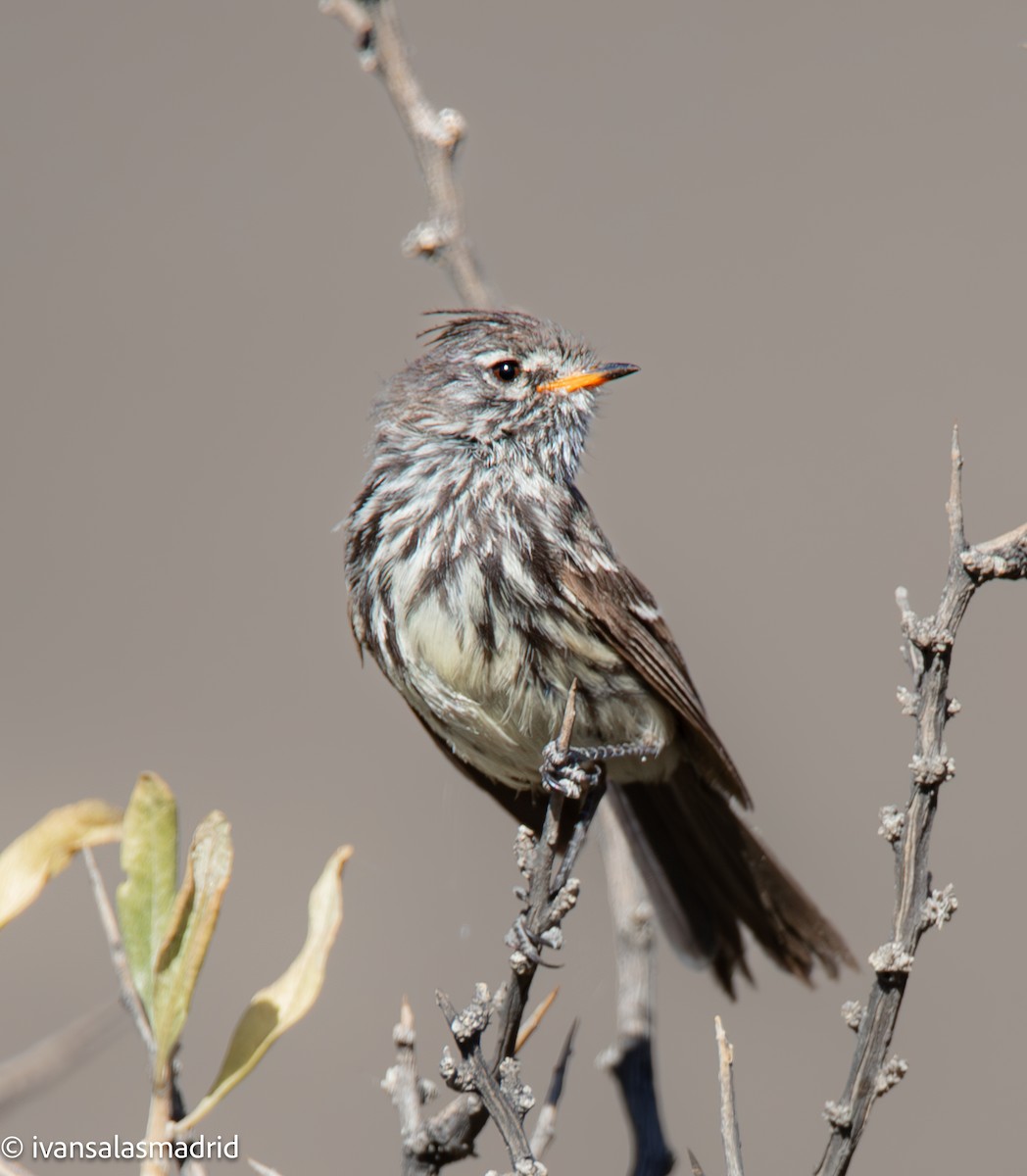 Yellow-billed Tit-Tyrant - ML638748320