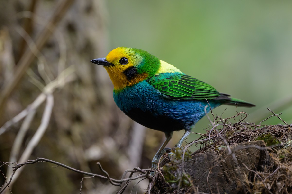 Multicolored Tanager - ML638748345