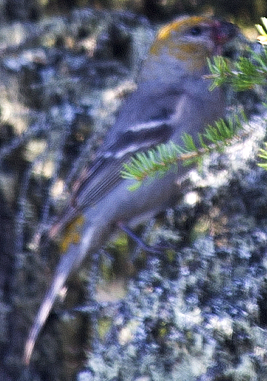 hýl křivčí - ML638748351