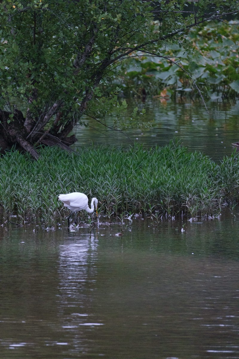 Great Egret - ML638748353