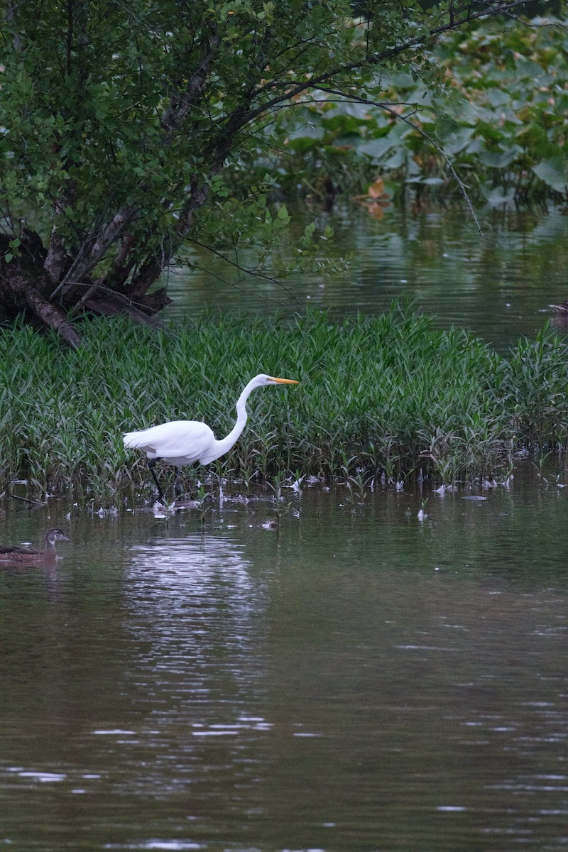 Great Egret - ML638748354