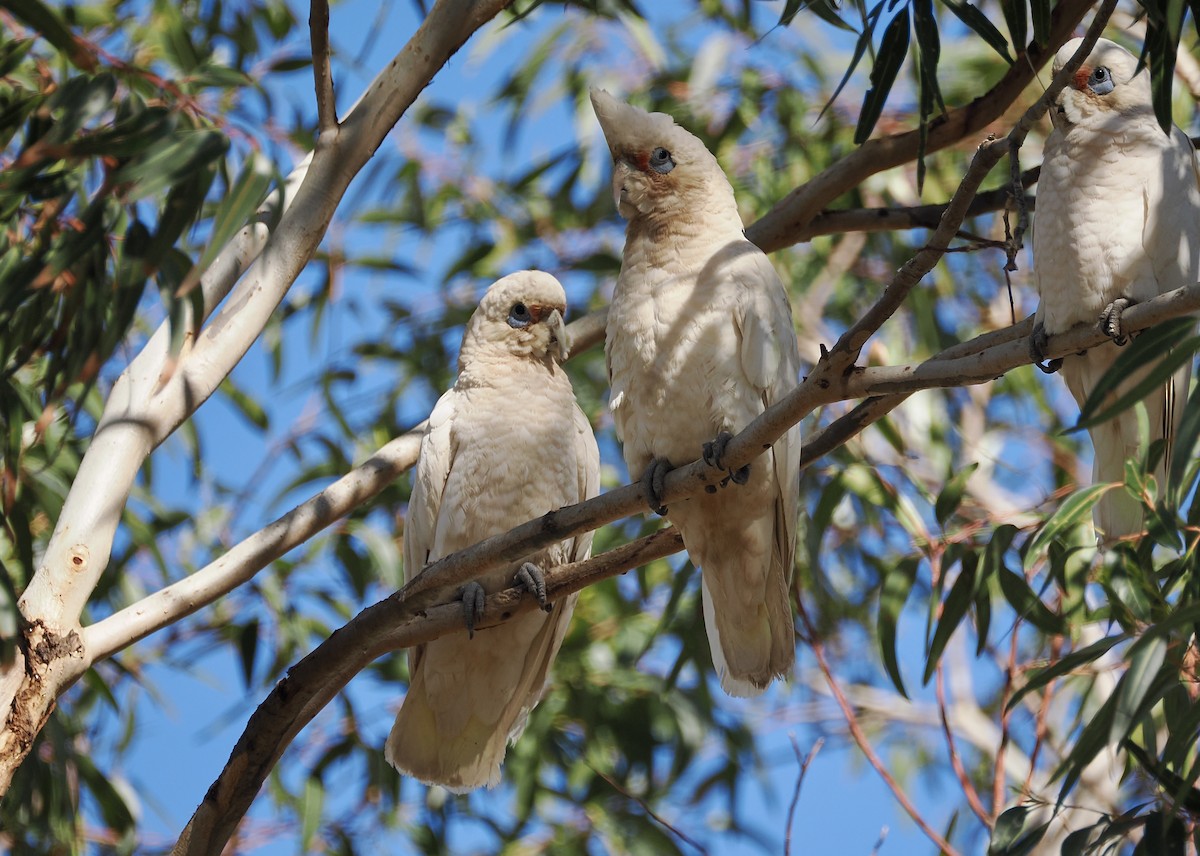 Western Corella - ML638748356