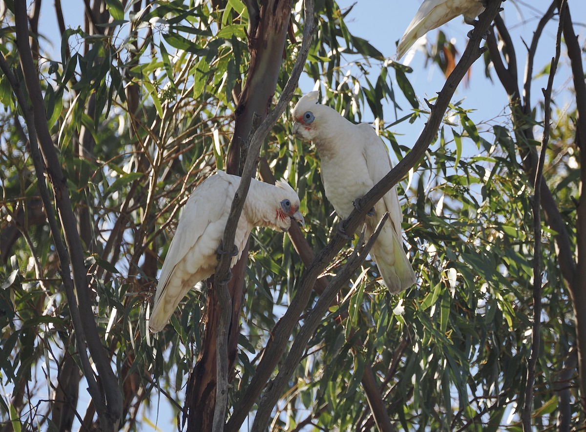 Western Corella - ML638748357