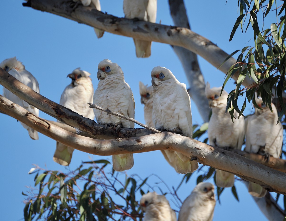 Western Corella - ML638748358