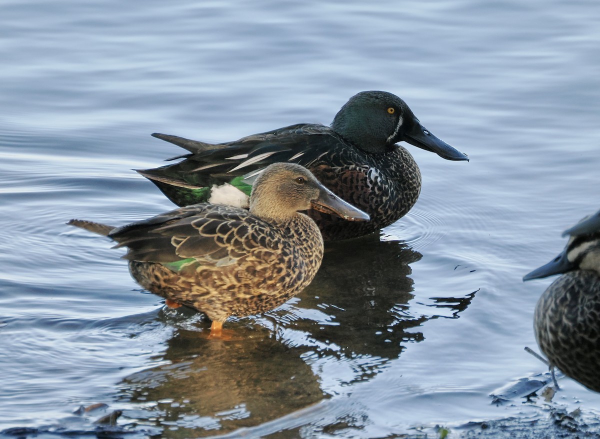 Australasian Shoveler - ML638748421