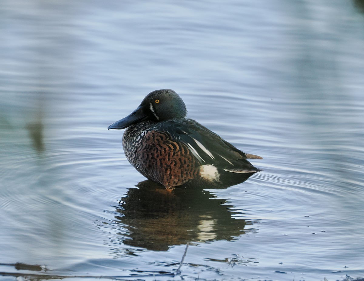 Australasian Shoveler - ML638748422