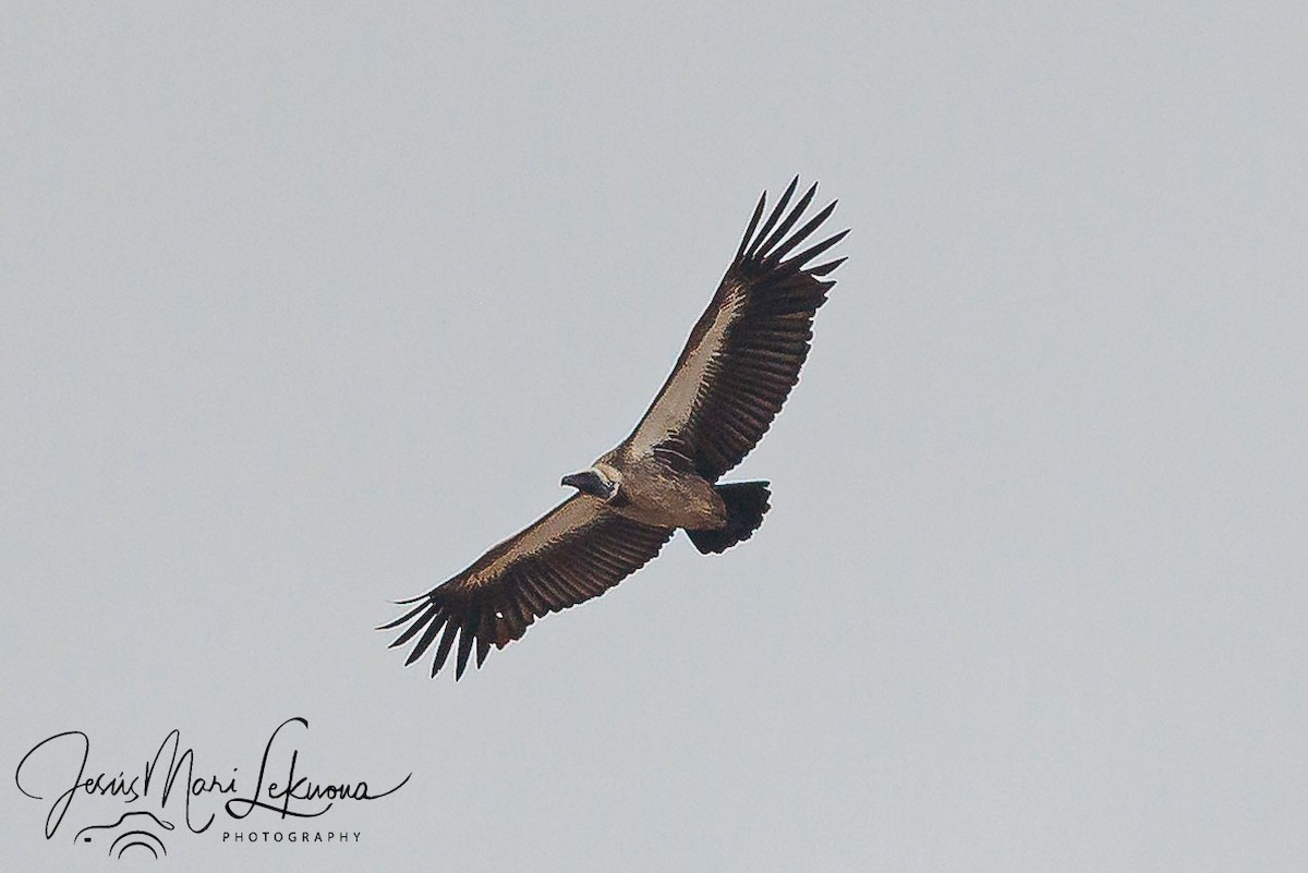 White-backed Vulture - ML638748473