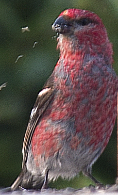 hýl křivčí - ML638748513