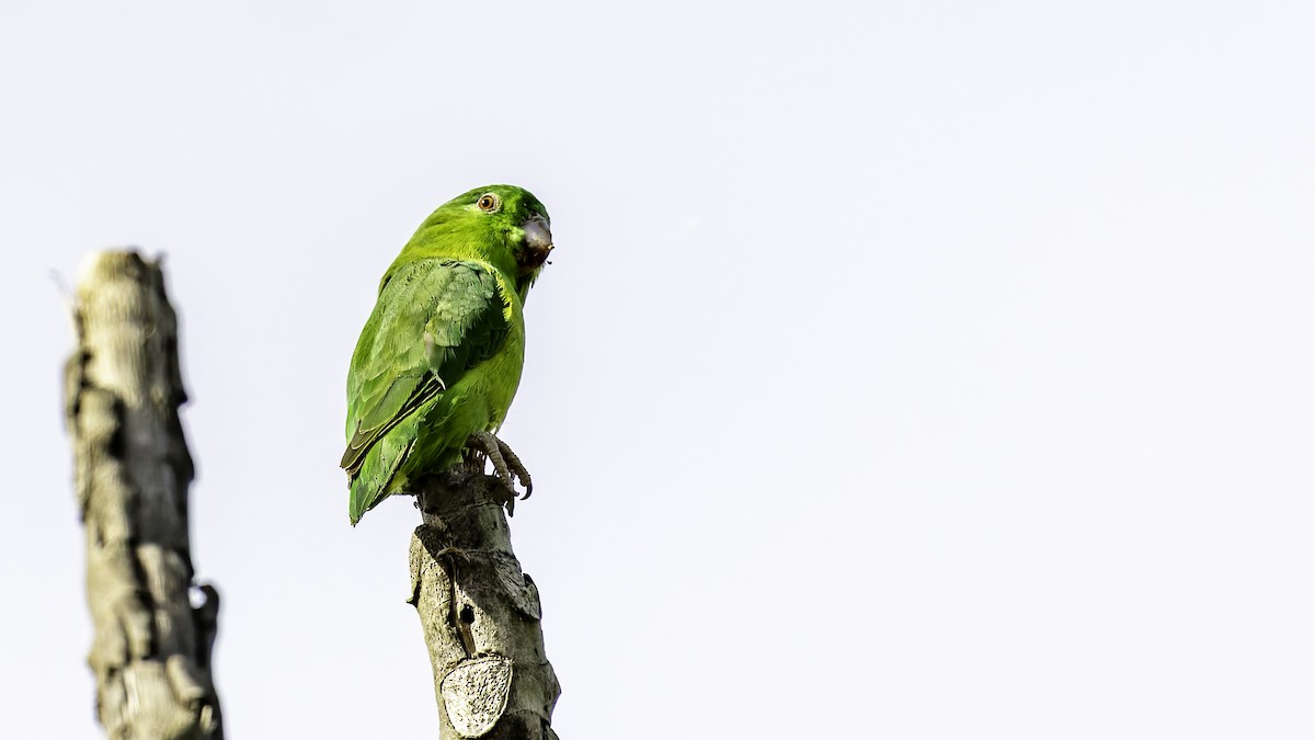 Riparian Parrotlet - ML638748657