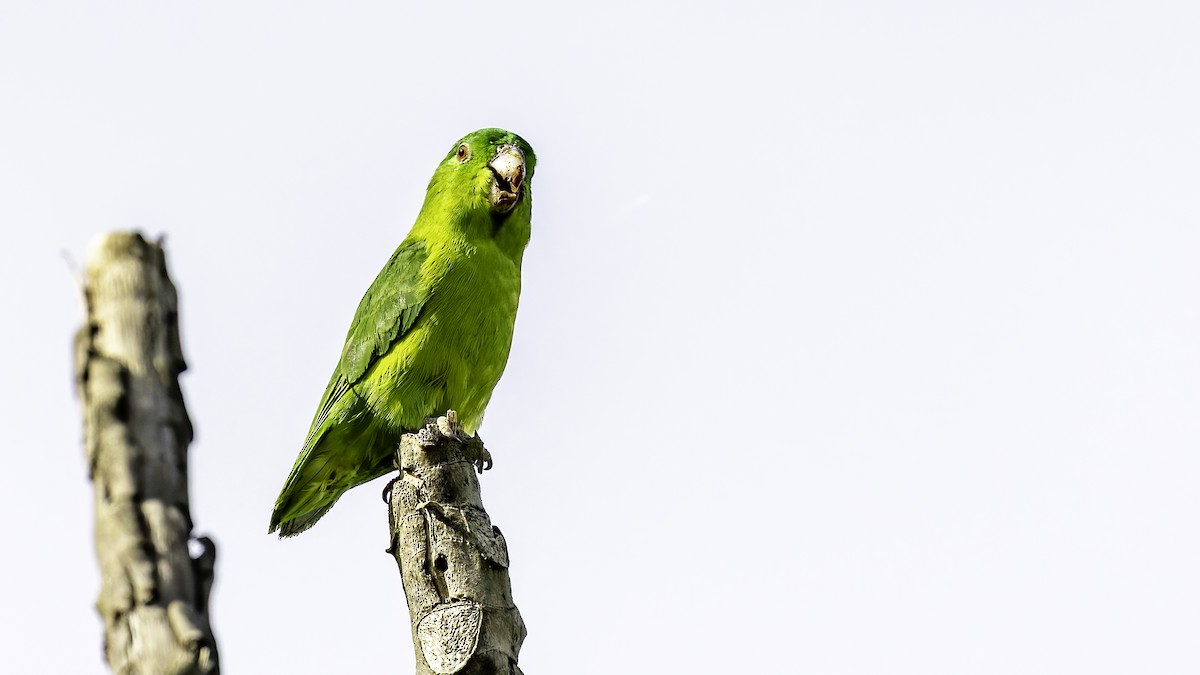 Riparian Parrotlet - ML638748659