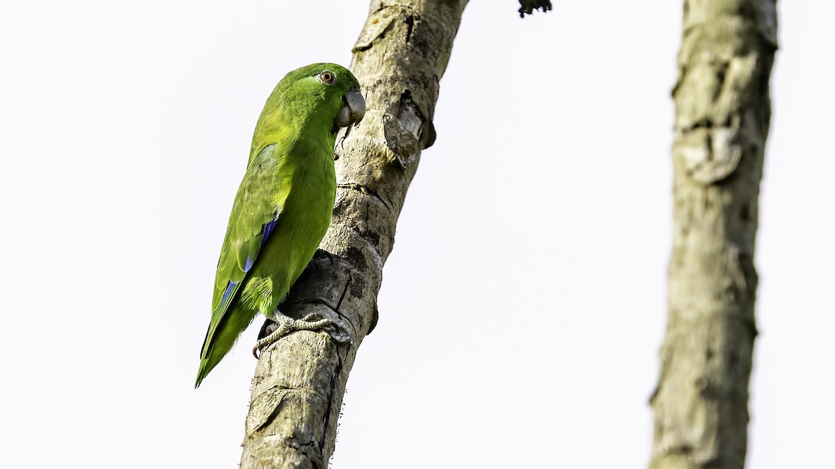 Riparian Parrotlet - ML638748662