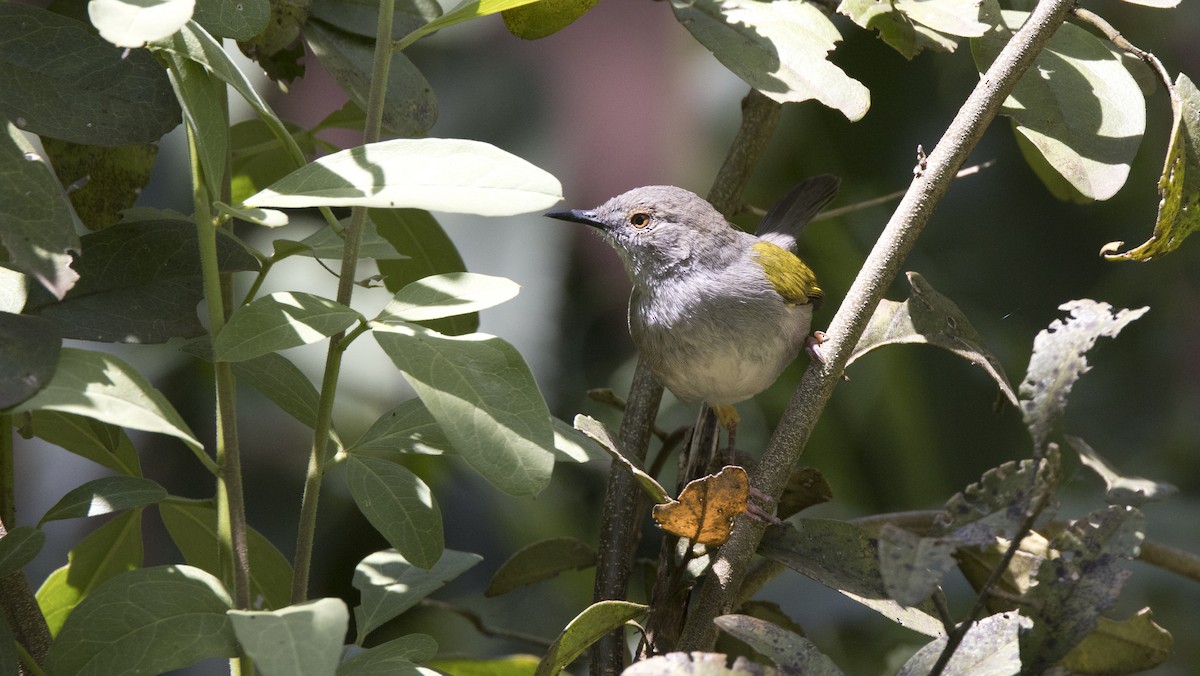 Green-backed Camaroptera - ML638748691