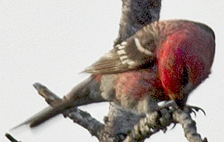 hýl křivčí - ML638748727