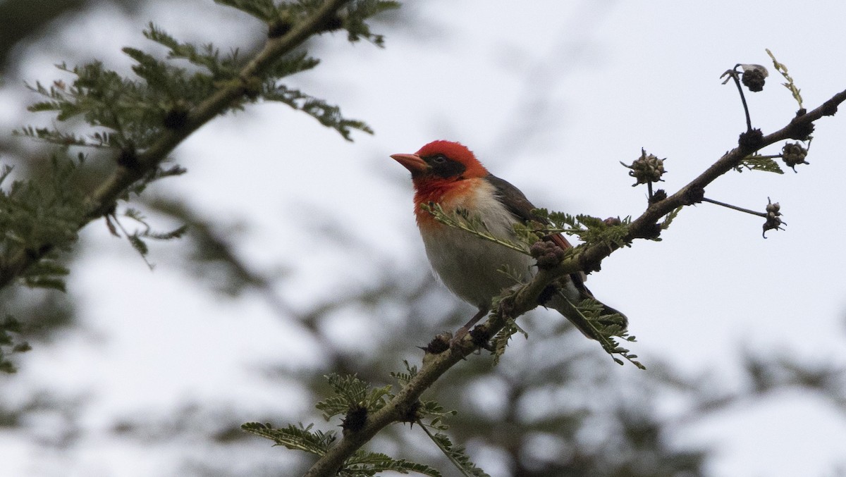 Red-headed Weaver - ML638748758