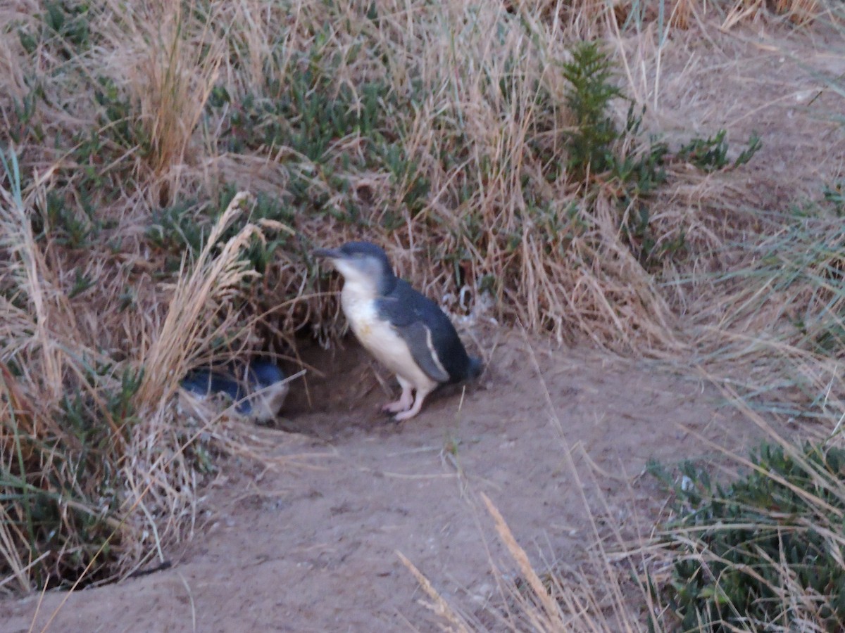 Little Penguin - ML638748866
