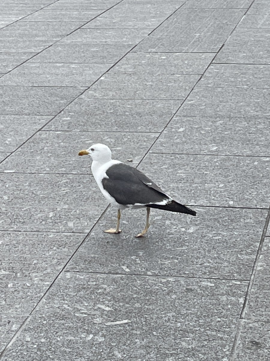 Lesser Black-backed Gull (intermedius) - ML638748877