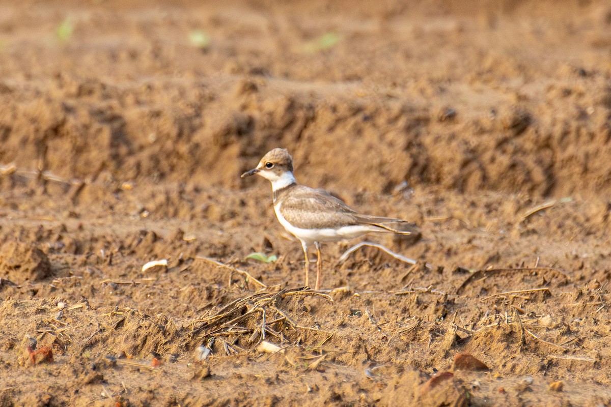 Long-billed Plover - ML638748881