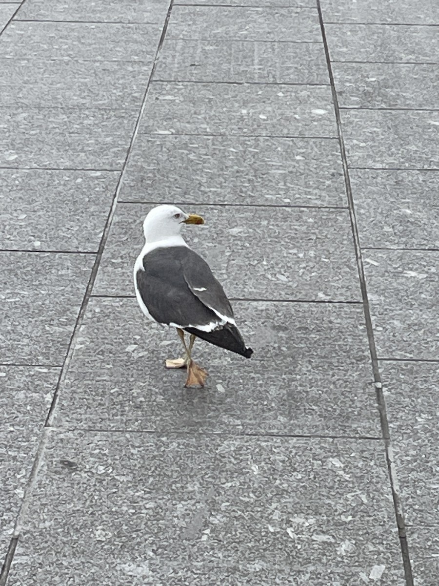 Lesser Black-backed Gull (intermedius) - ML638748884