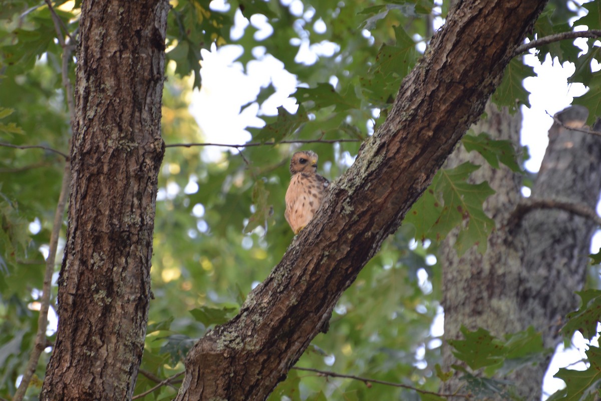 Broad-winged Hawk - ML638748888