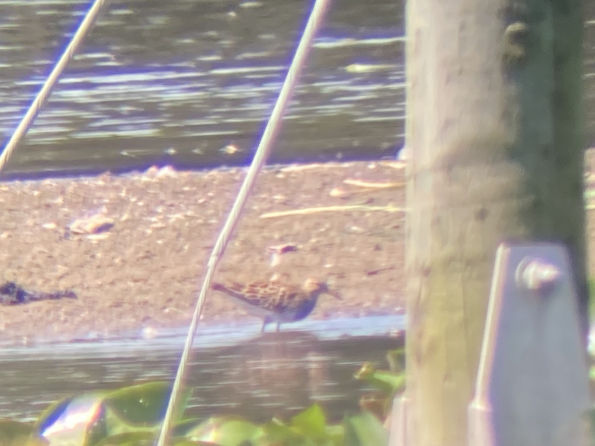 Graubrust-Strandläufer - ML638748892