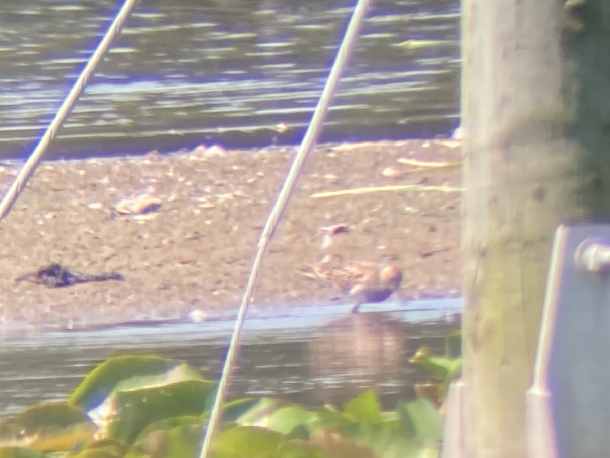 Graubrust-Strandläufer - ML638748893