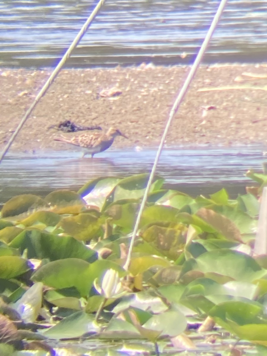 Graubrust-Strandläufer - ML638748894