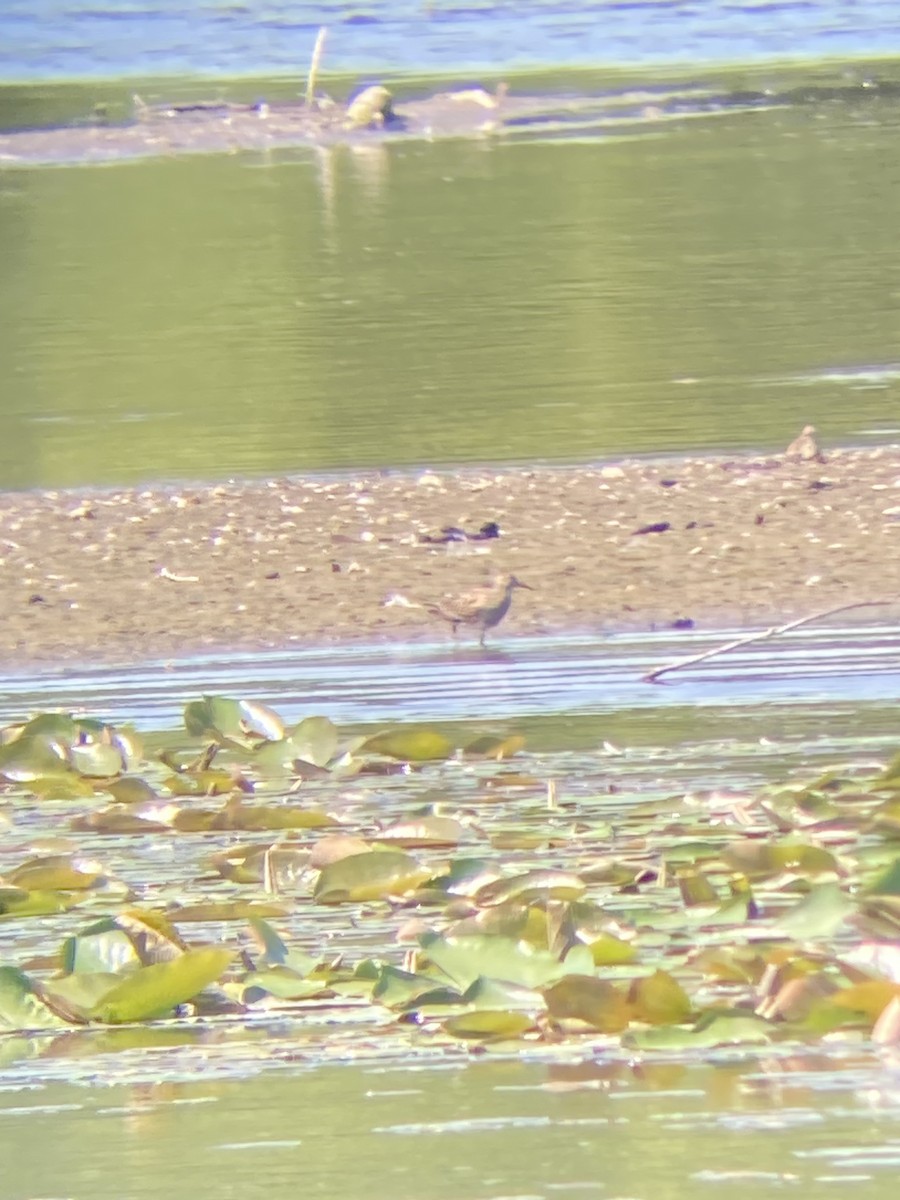 Graubrust-Strandläufer - ML638748896