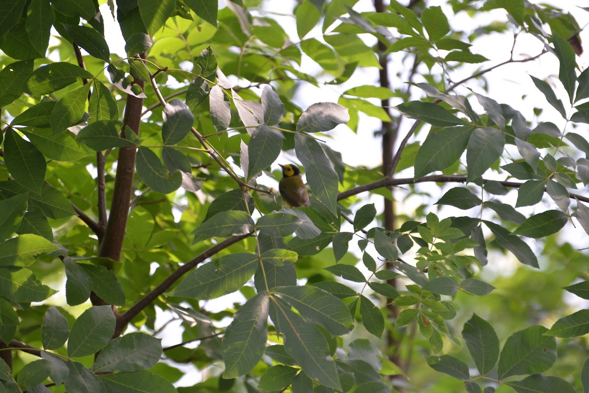 Hooded Warbler - ML638748902