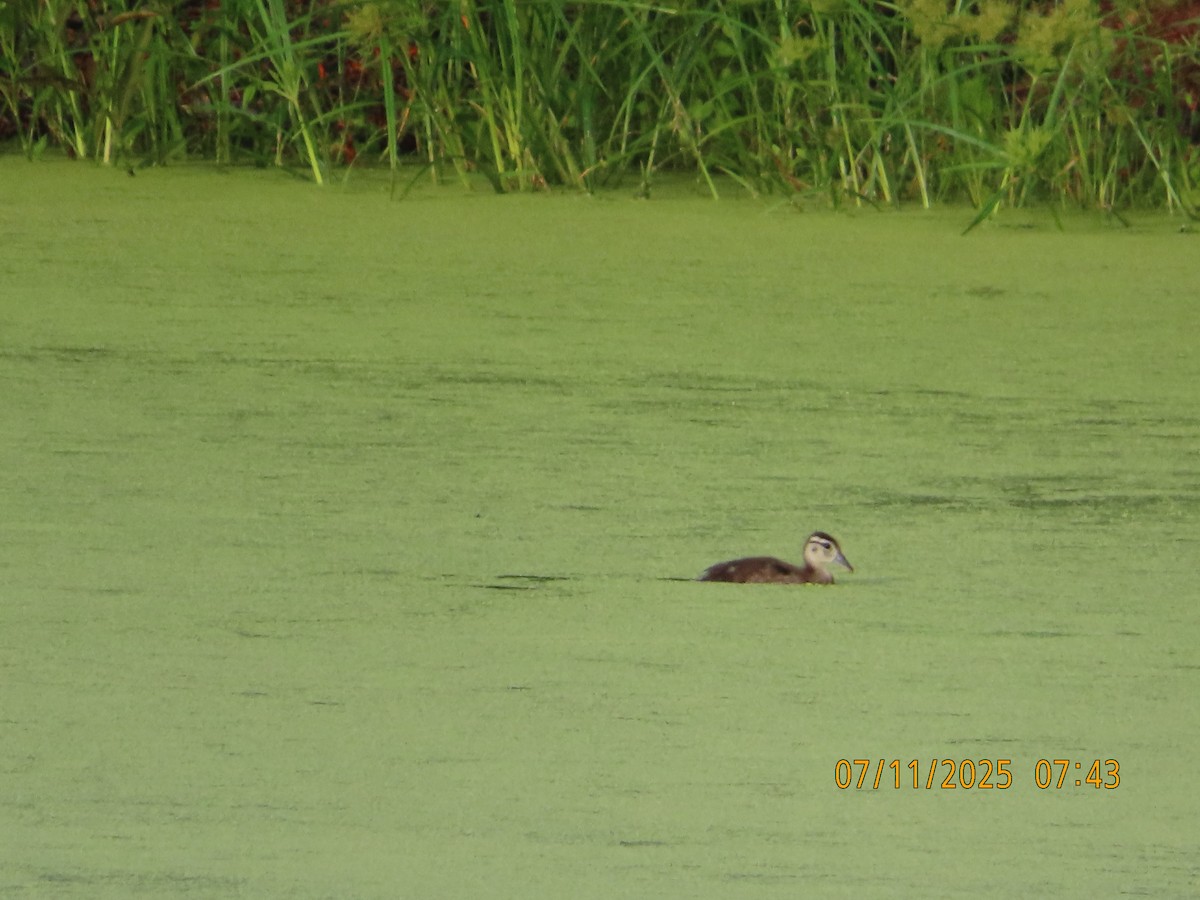 Wood Duck - ML638748903