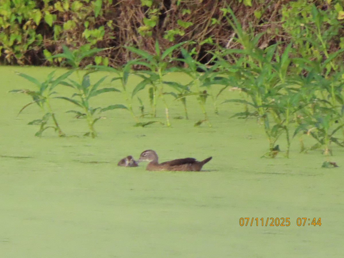 Wood Duck - ML638748904