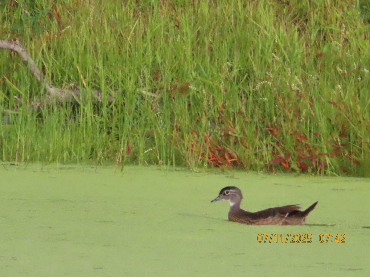 Wood Duck - ML638748905