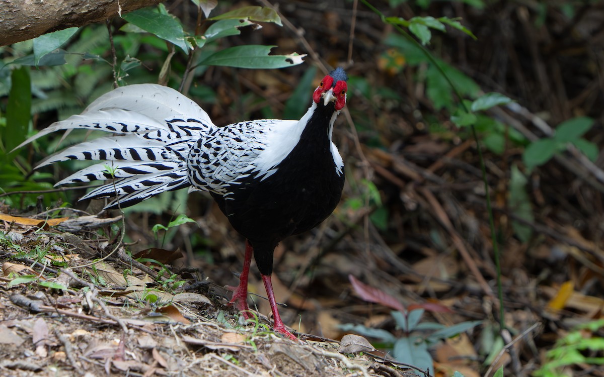 Silver Pheasant - ML638748914
