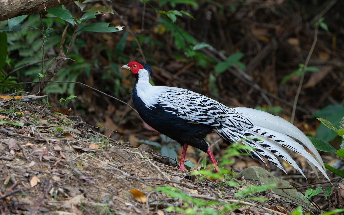 Silver Pheasant - ML638748917