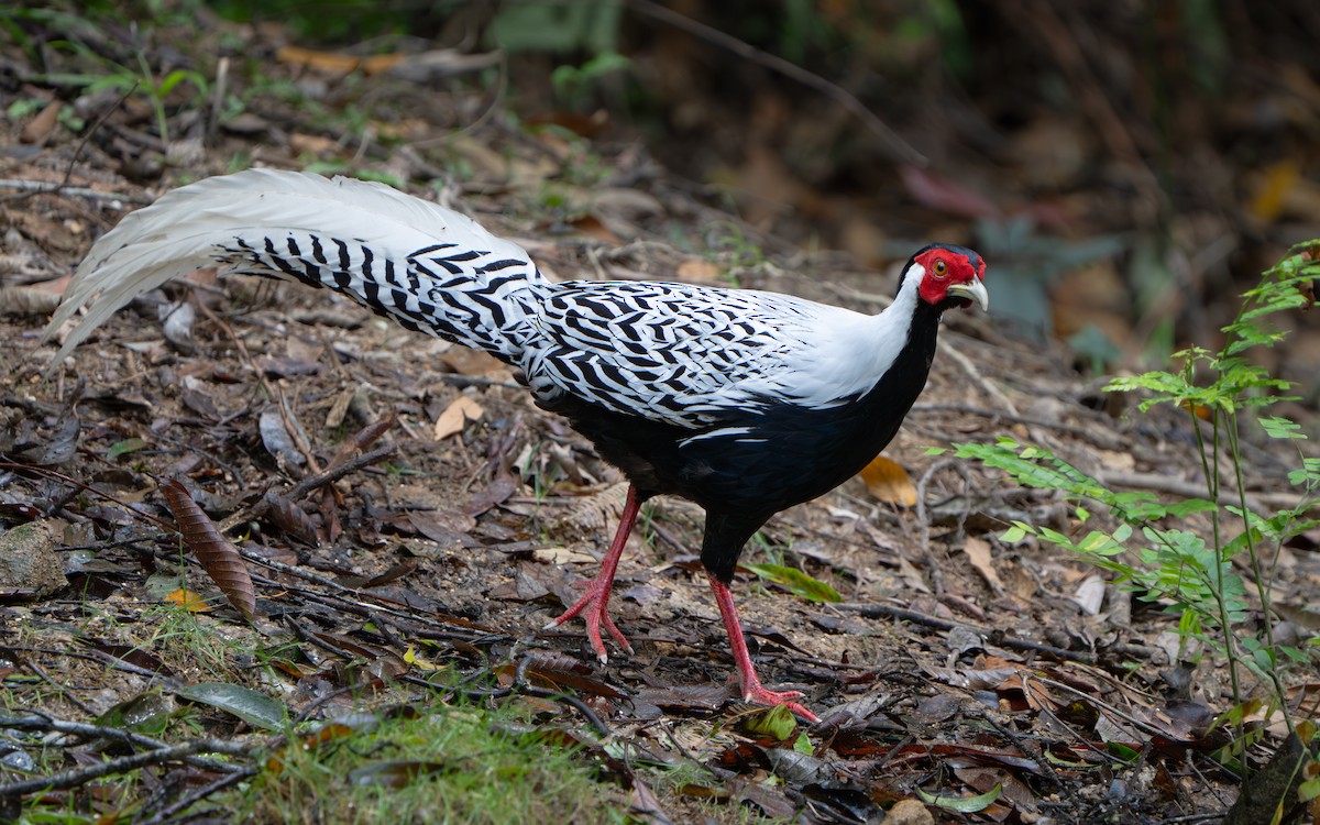 Silver Pheasant - ML638748919