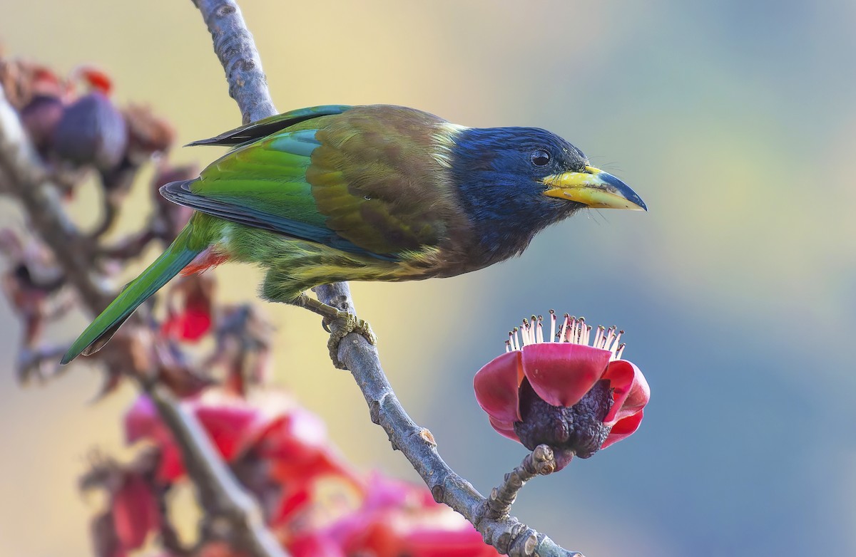Great Barbet - ML638748929