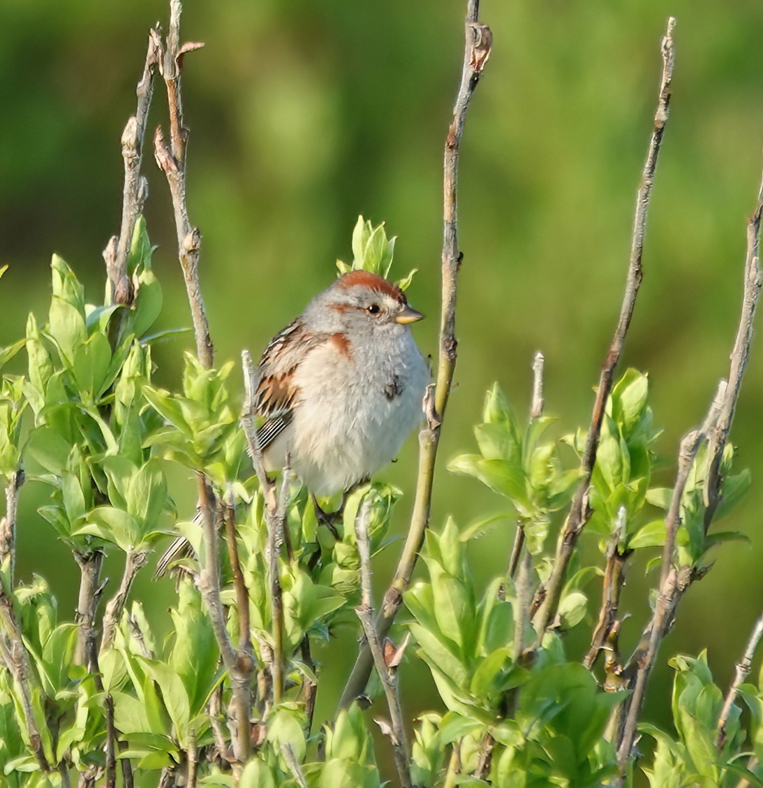 American Tree Sparrow - ML638748967