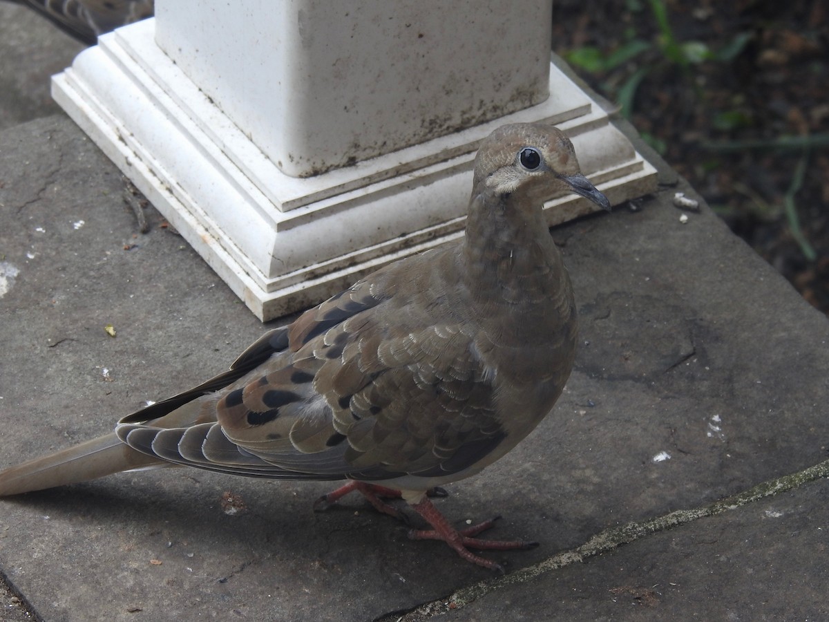 Mourning Dove - ML638748988