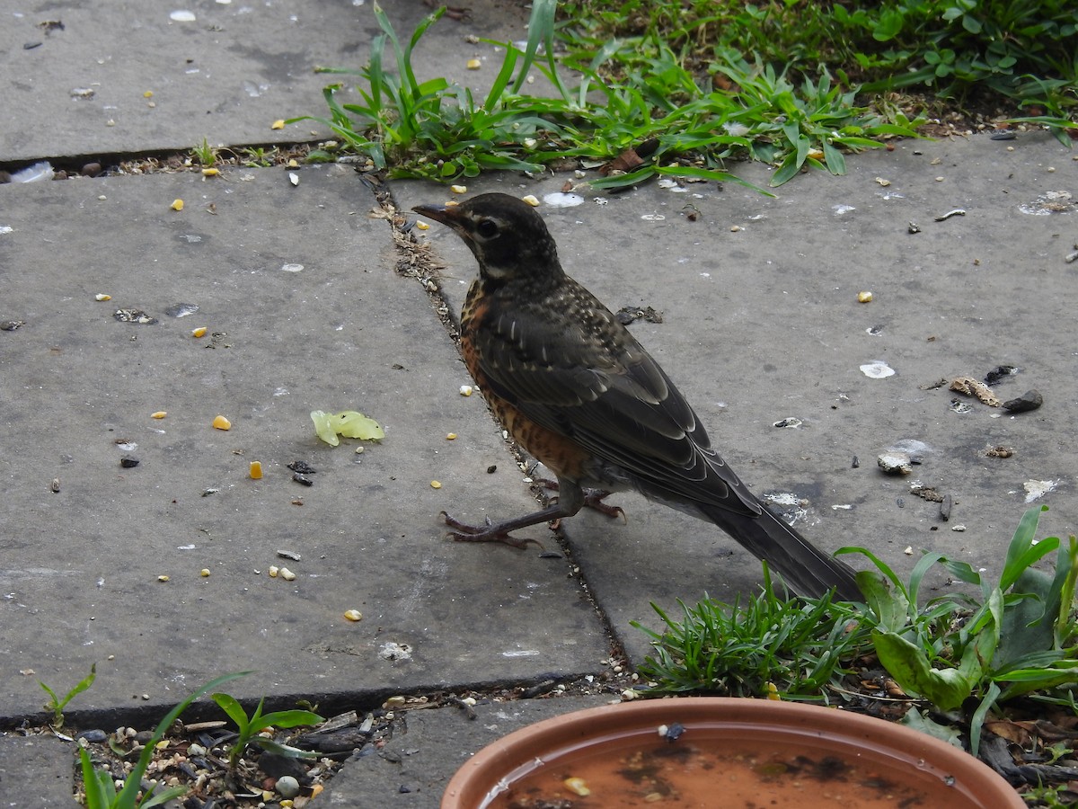 American Robin - ML638748995