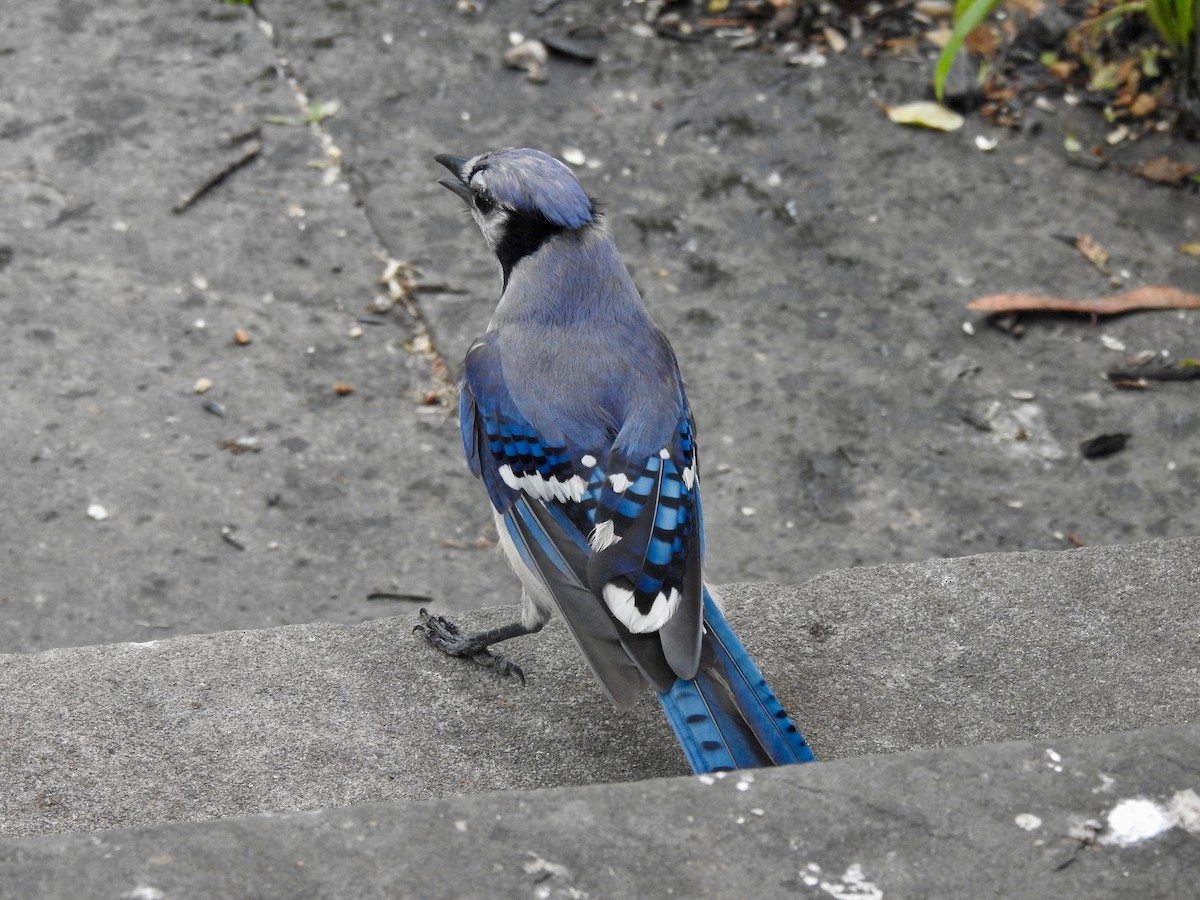 Blue Jay - ML638749022