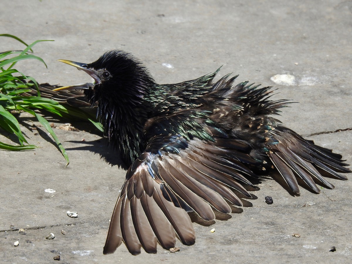 European Starling - ML638749080