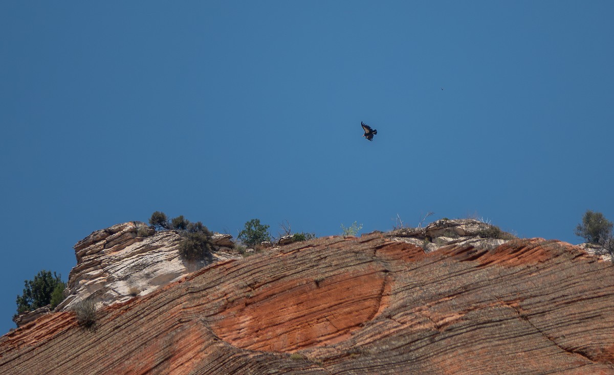 California Condor - ML638749109
