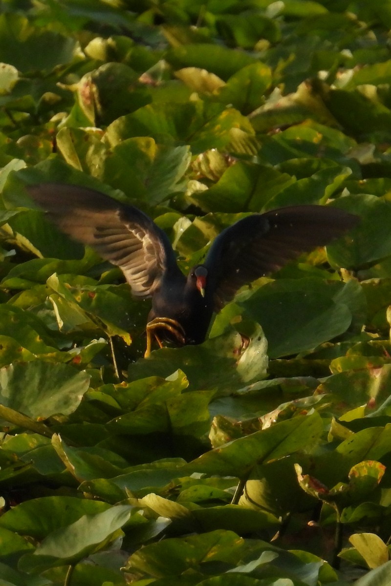 Purple Gallinule - ML638749126