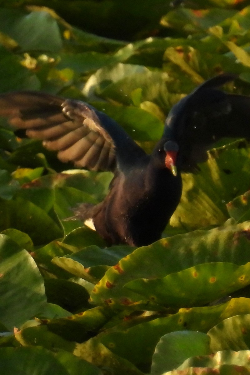 Purple Gallinule - ML638749127