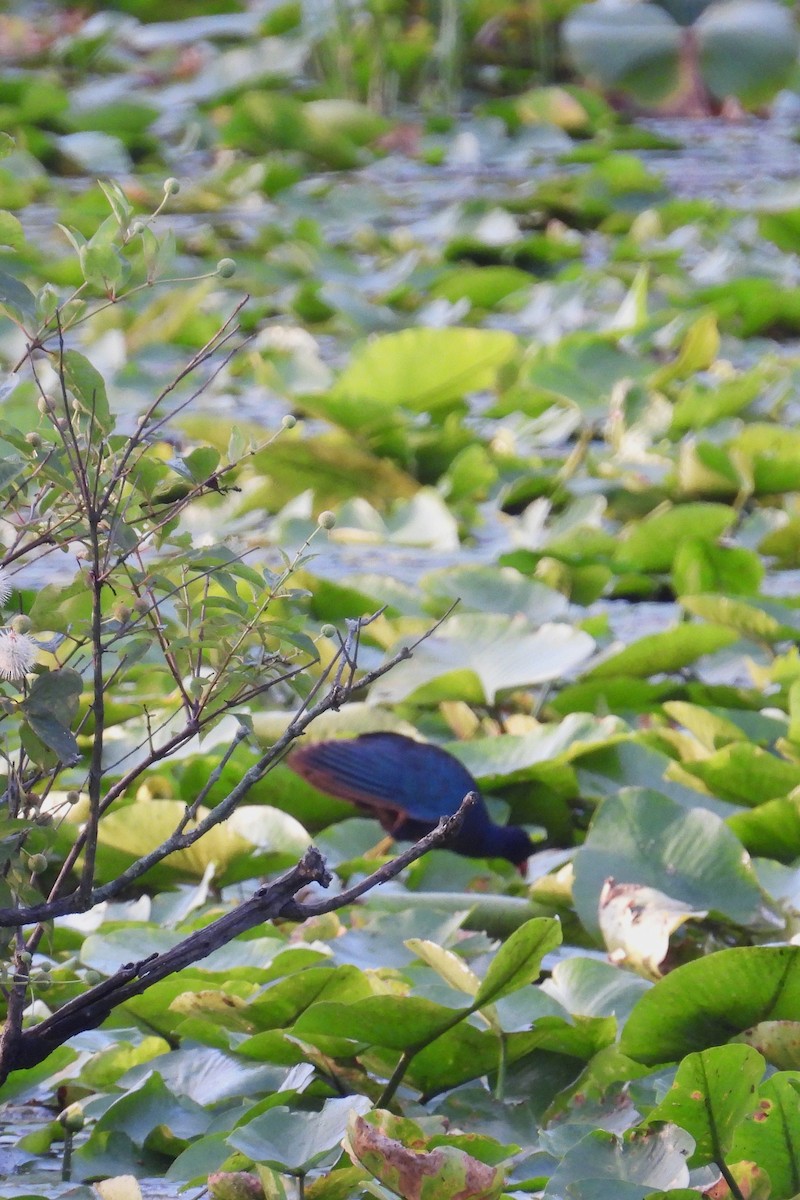 Purple Gallinule - ML638749129