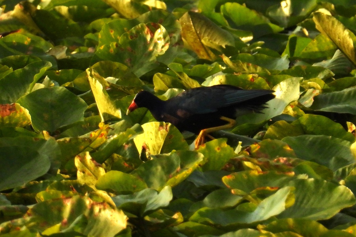 Purple Gallinule - ML638749130