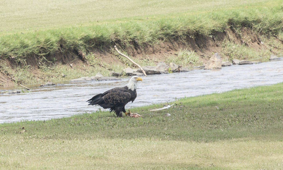 Weißkopf-Seeadler - ML638749146