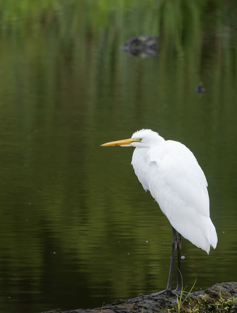 Grande Aigrette - ML638749154