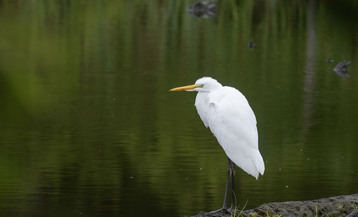 Grande Aigrette - ML638749155