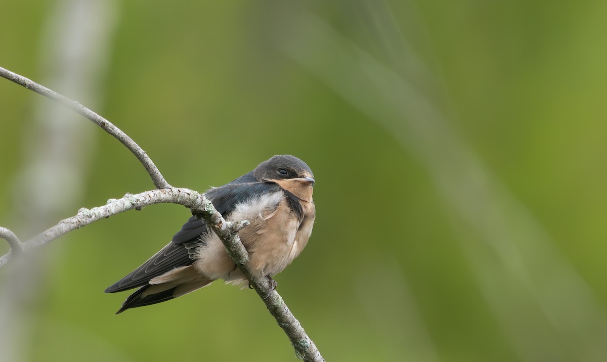 Hirondelle rustique - ML638749169