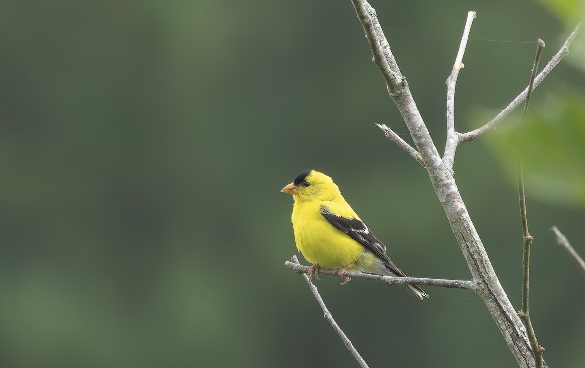 Chardonneret jaune - ML638749173